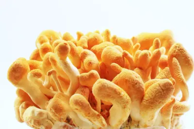Hongo Cordyceps en su entorno natural