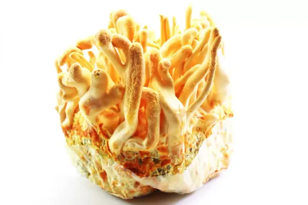 Cordyceps Militaris fresco