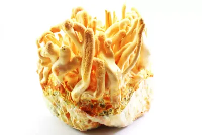 Cordyceps Militaris fresco