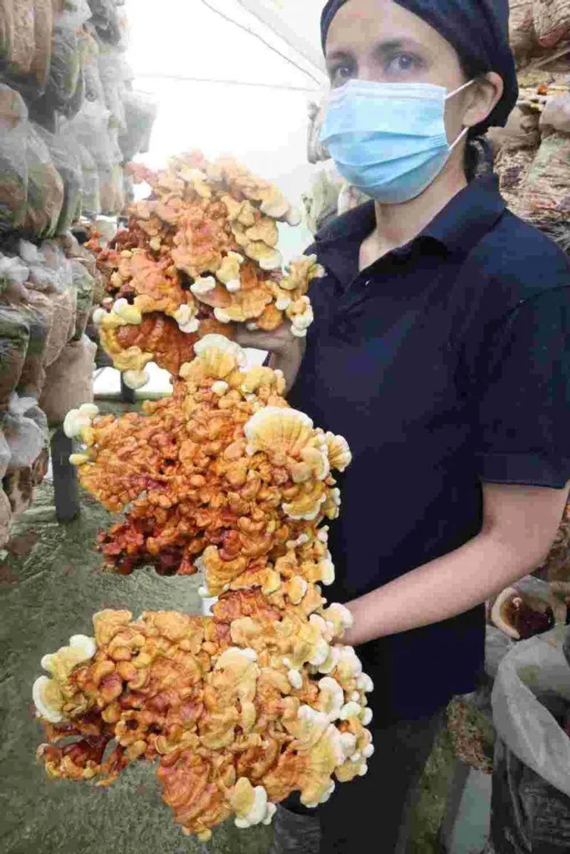 Qué es el Ganoderma / Reishi