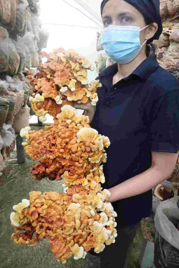 Qué es el Ganoderma / Reishi