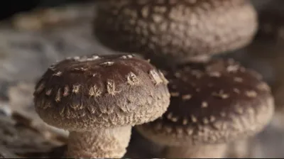 Cultivo de Shiitake
