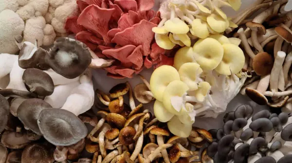 Hongos medicinales para el sistema inmunológico — Reishi, Cola de Pavo, Shiitake