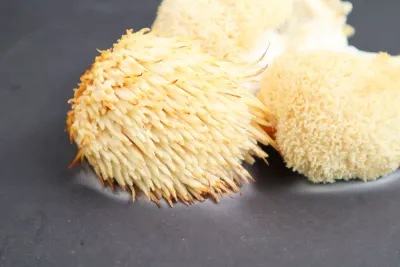 Contraindicaciones de la Melena de León