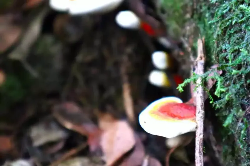 Ganoderma creciendo en un tronco al lado de un arroyo