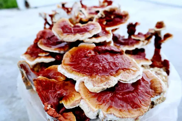 Comparación visual entre Ganoderma lucidum y Ganoderma lingzhi