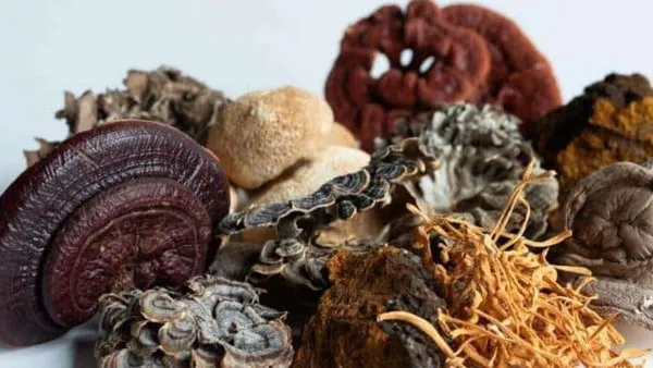 Variedad dé hongos medicinales y curativos sobre fondo natural