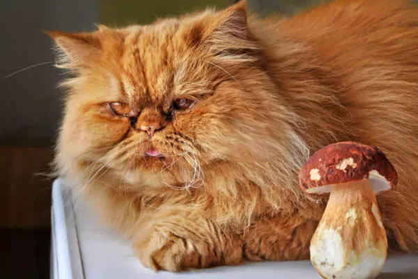 \"Imagen de portada de Beneficios De Los Hongos Para Gatos\"