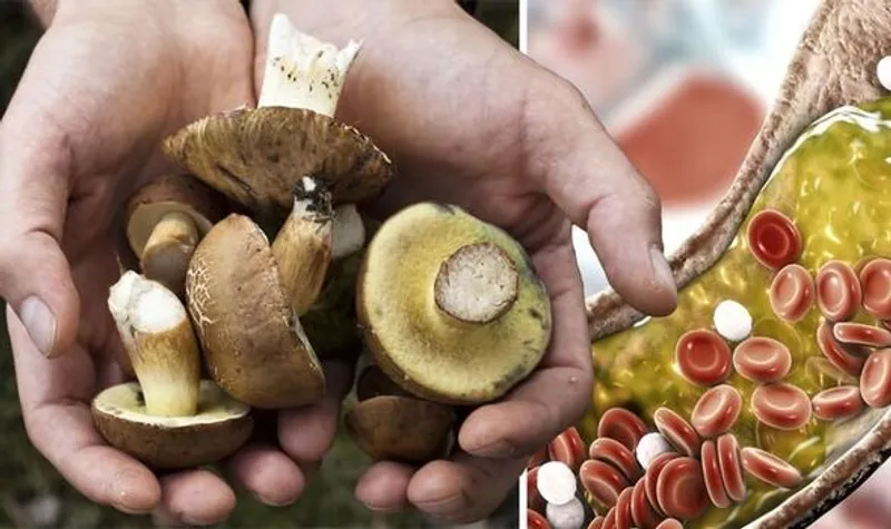 Imagen de portada de Equilibrio Colesterol Con Hongos Medicinales