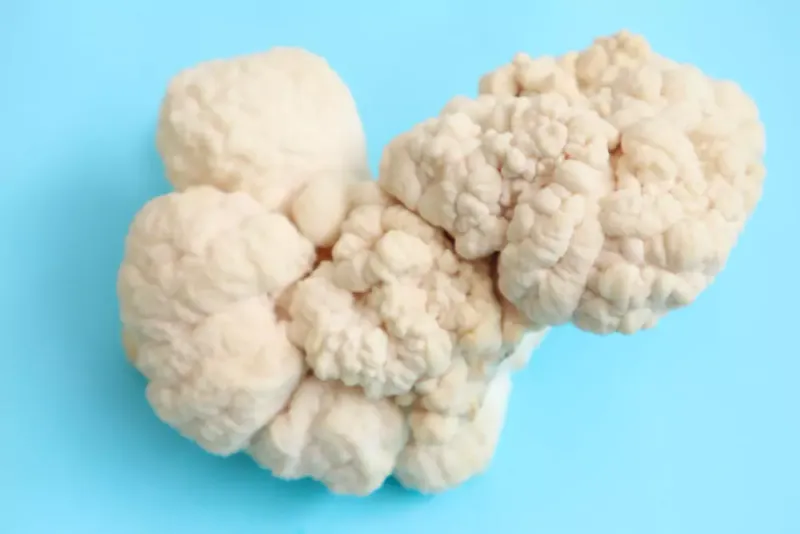 Beneficios de la Melena de León para el cerebro