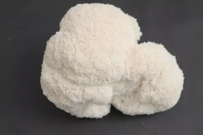 Melena de León (Hericium Erinaceus)