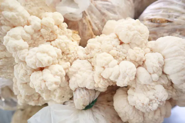 Hongo Melena de León