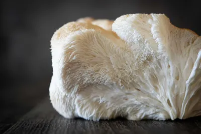 Imagen de portada de Uso De La Melena De Leon En La Medicina Tradicional