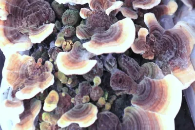 Beta-glucanos bajo microscopio — la molécula estrella de los hongos medicinales