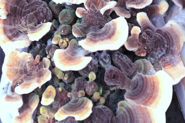 Beta-glucanos bajo microscopio — la molécula estrella de los hongos medicinales
