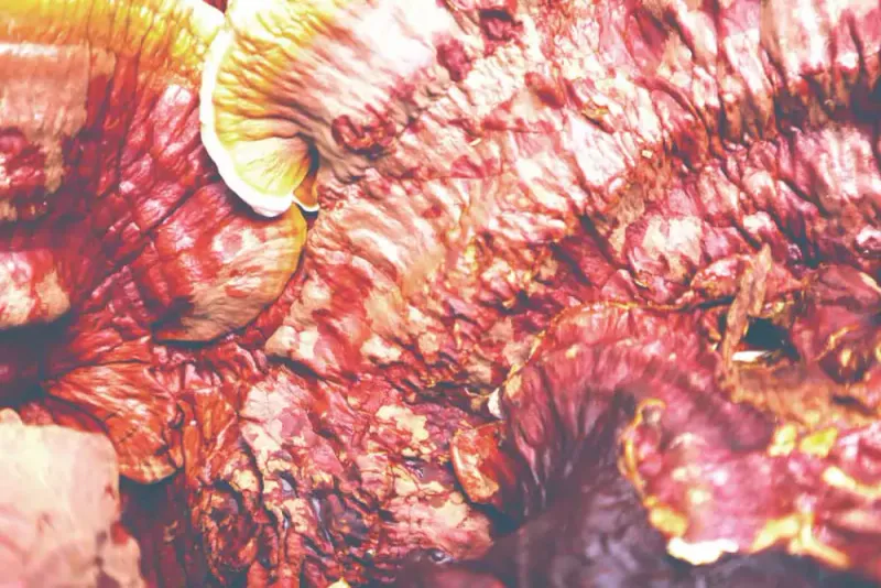 \"Imagen de portada de Extracto Del Hongo Reishi\"