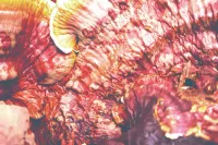 Hongo Ganoderma lucidum (Reishi) en su entorno natural