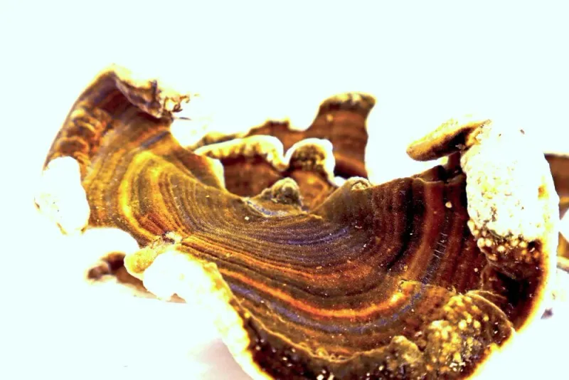 Cola de Pavo (Trametes Versicolor)