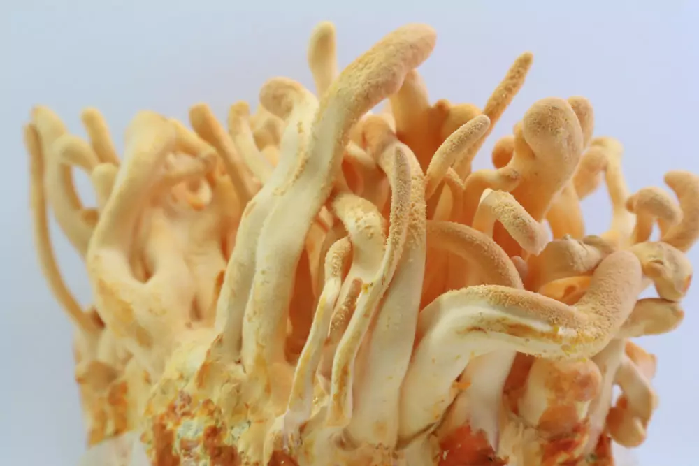 Cordyceps militaris en su forma natural