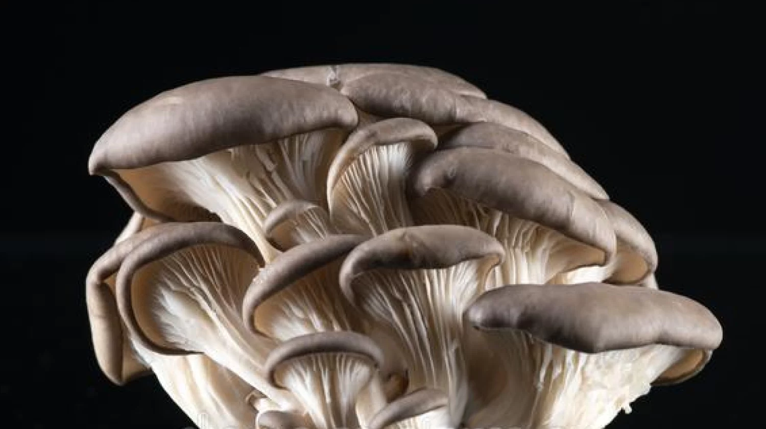 Proceso integral de cultivo y control de calidad FungiFlora