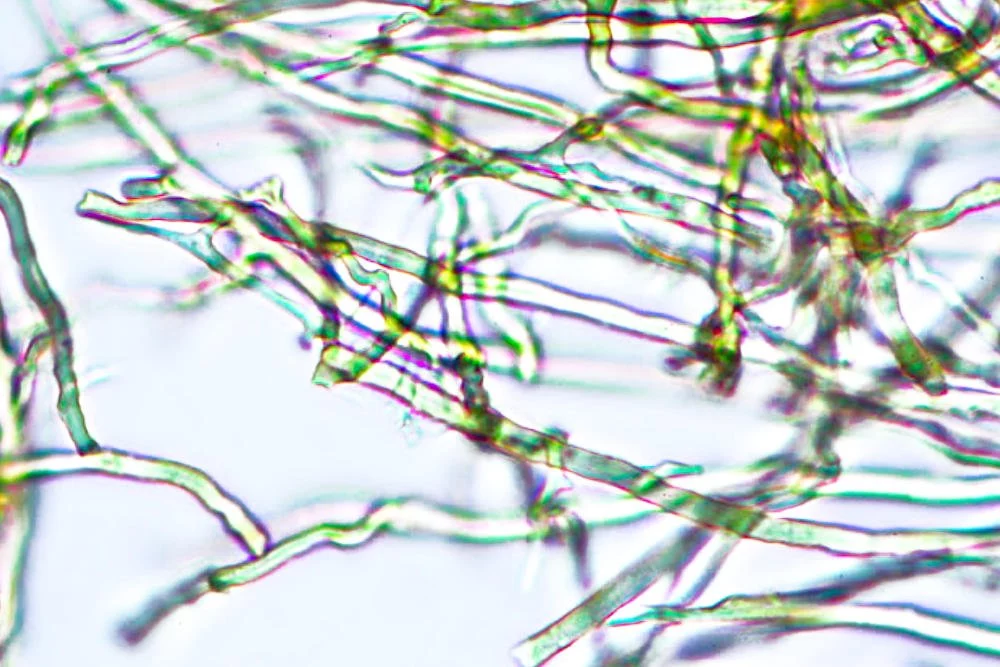 Incubación y seguimiento del micelio en ambiente controlado