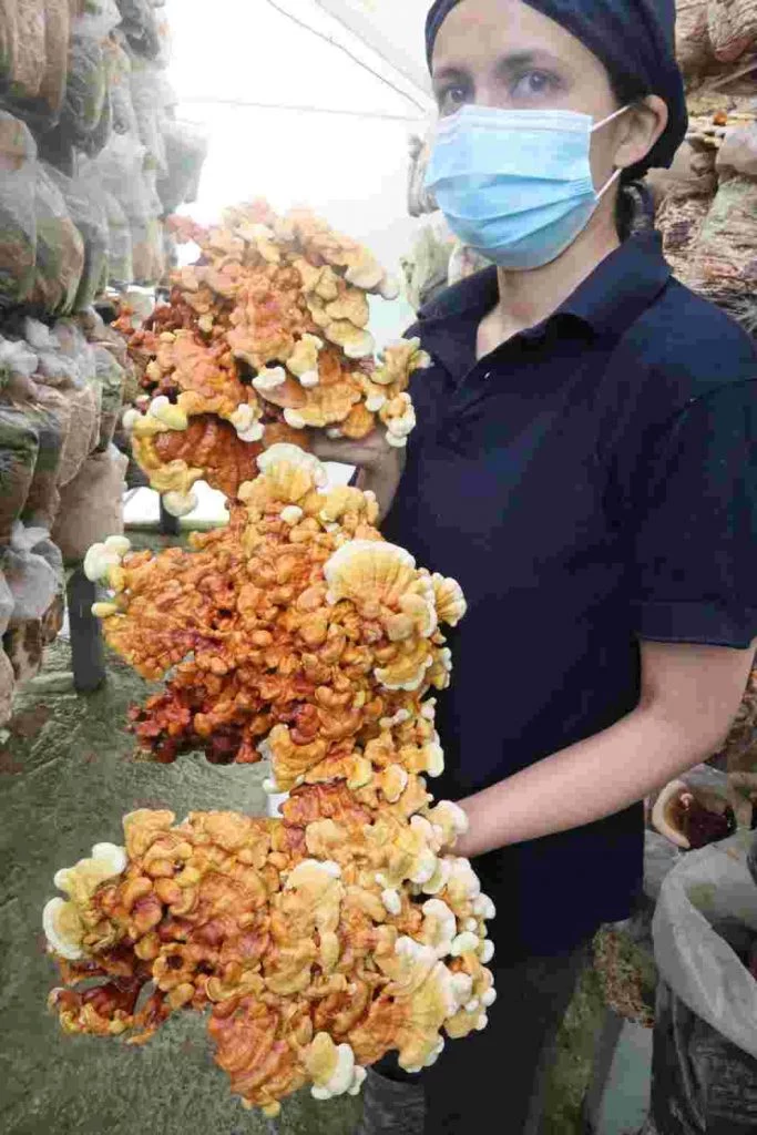 Cosecha técnica en punto óptimo de maduración